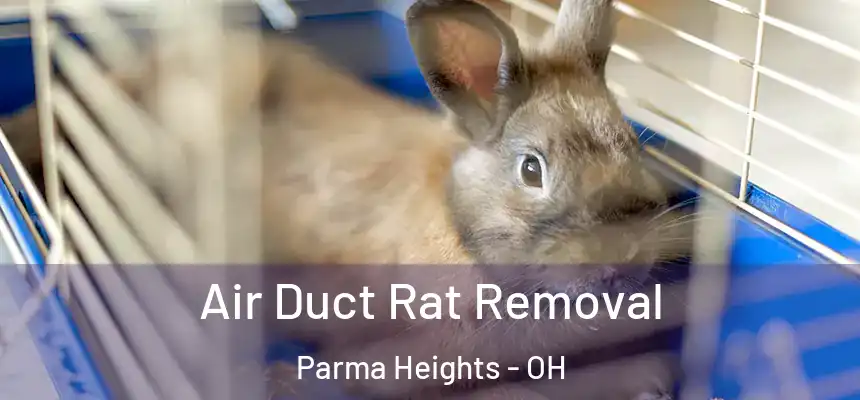  Air Duct Rat Removal Parma Heights - OH
